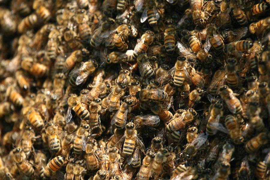 [bees+closeup.jpg]