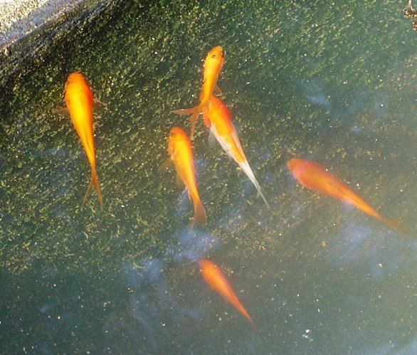 [Goldfish+003.JPG]