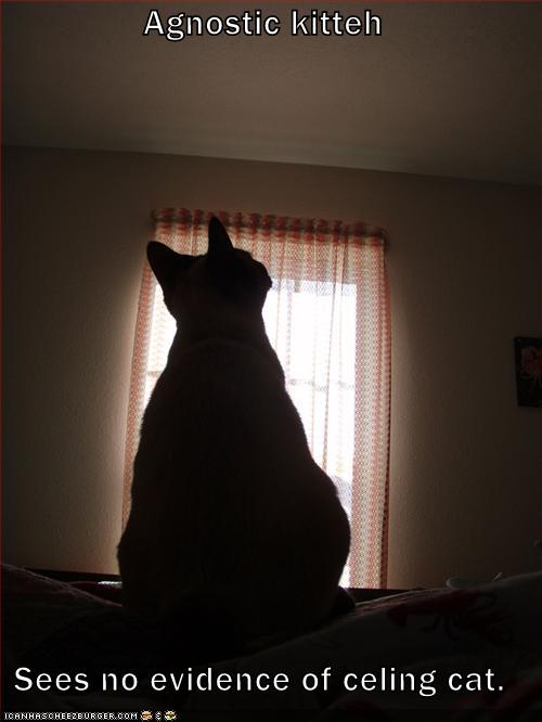 [agnostic-cat-shadows.jpg]