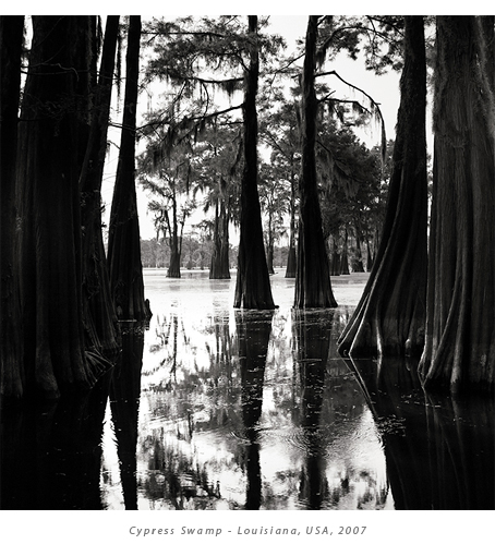 [cypress-swamp.jpg]
