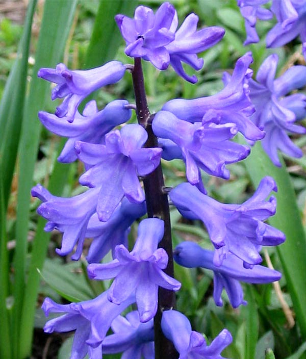[blue-hyacinth.jpg]