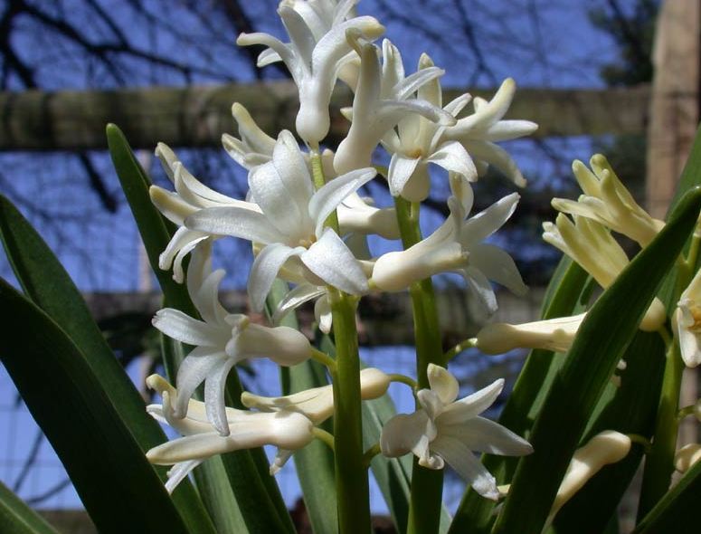 [garden-hyacinth_4-16-05.jpeg]