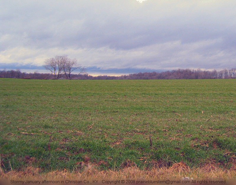Rain clouds behind a wheatfield