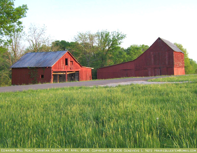 Two red barns in evening light