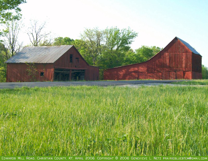 Two red barns in morning light