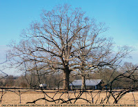 Old oaks