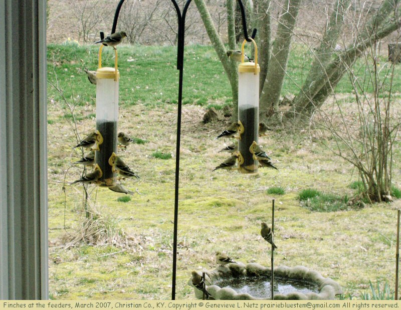 Goldfinches at thistle seed feeders
