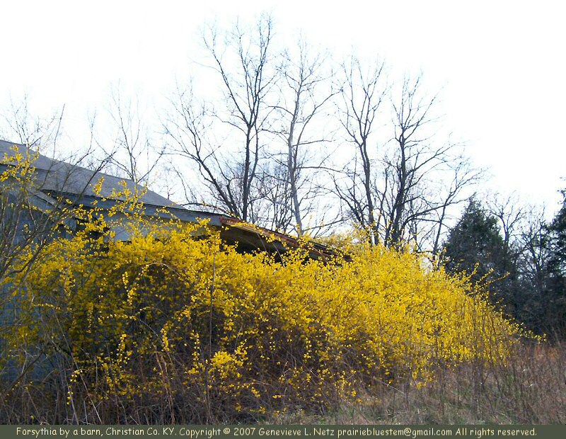 Another forsythia thicket