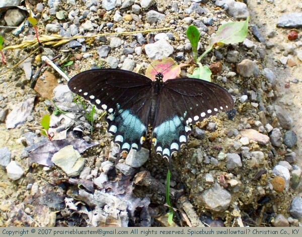 [swallowtail1.jpg]