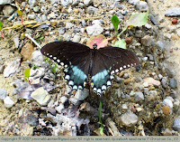 Spicebush swallowtail?