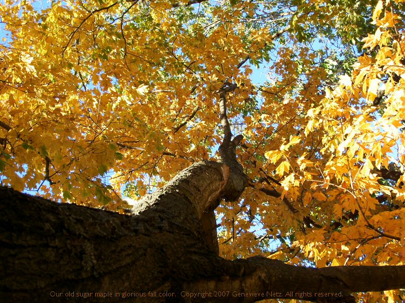 [autumn-maple-leaves.jpg]