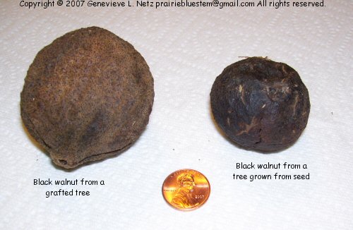 [black-walnut-seed.jpg]