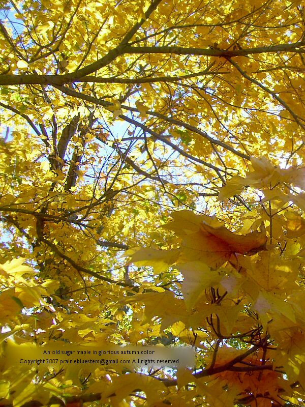 [autumn-maple1..jpg]