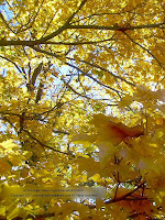 Yellow sugar maple leaves