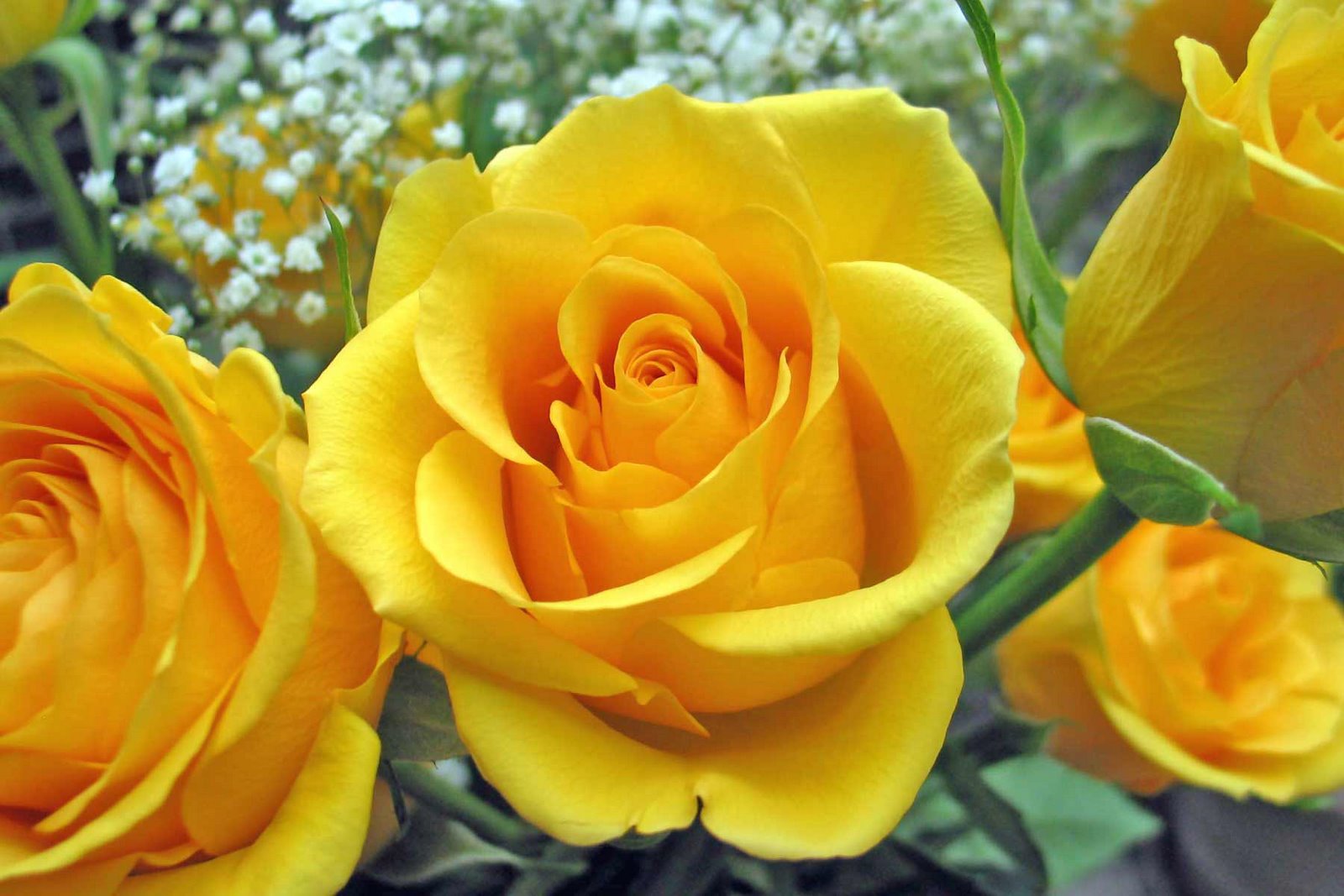 [single-yellow-rose.jpg]
