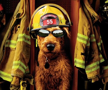 [firehouse+dog.bmp]