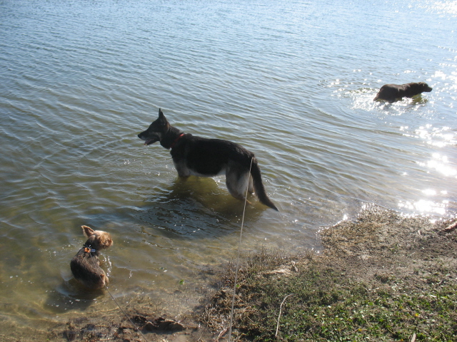 [3+dogs+in+lake.jpg]