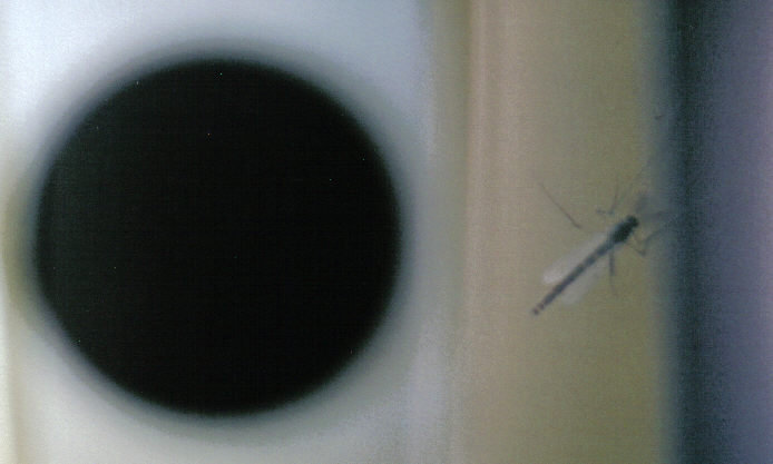 [Baby+Dragonfly+and+Dime+on+Window.jpg]