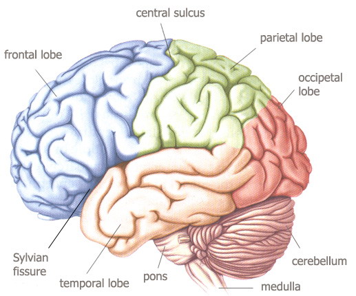 [Human+Brain.jpg]
