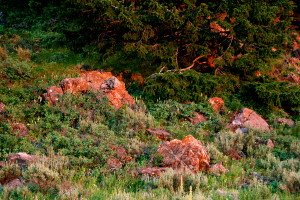 [Sunset+on+Red+Rocks+and+flowers_1.jpg]