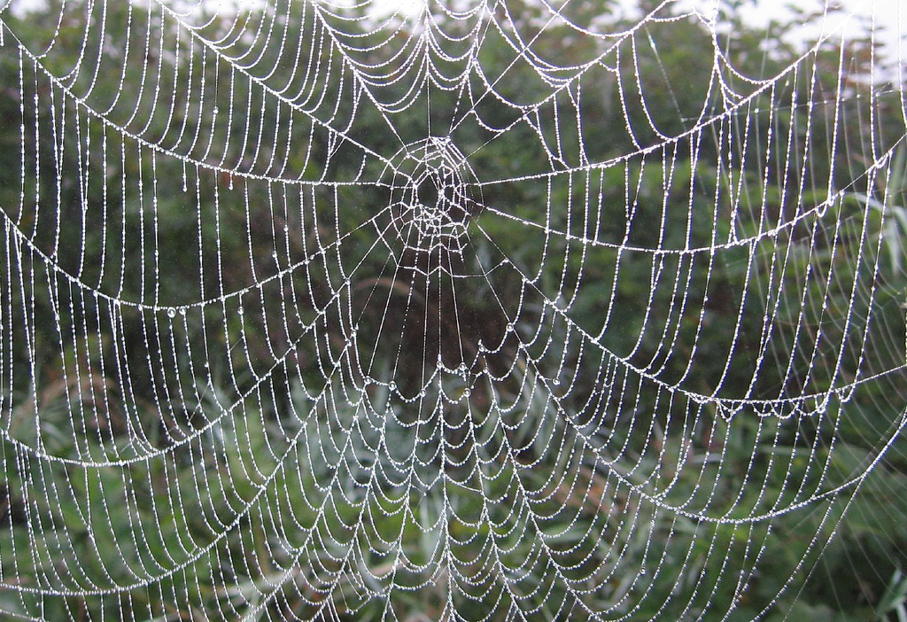 [spiderweb.jpg]