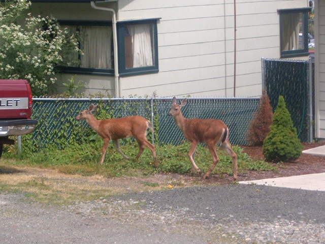 [06-09-2007+Deer+come+to+visit+007.jpg]