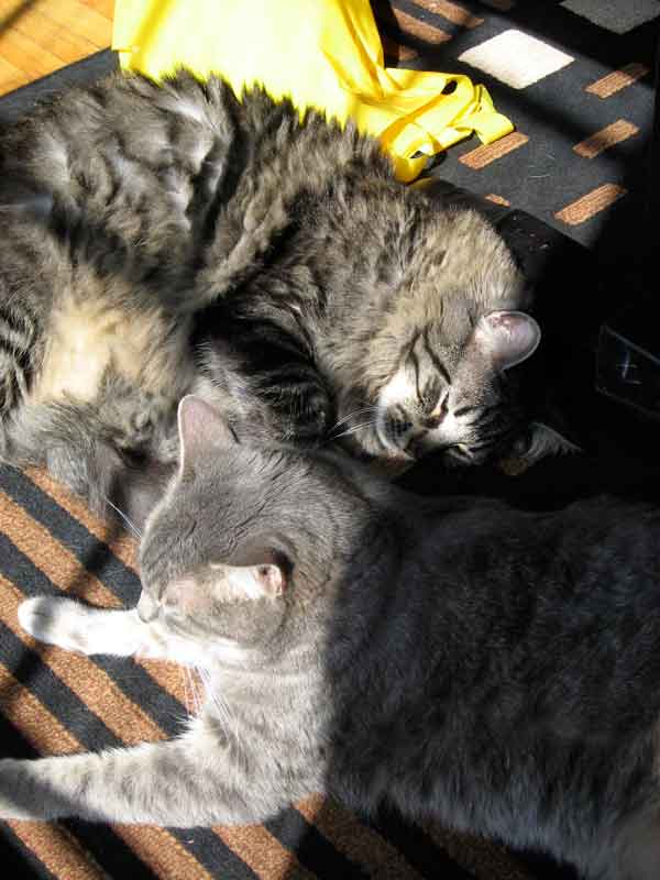 [kitties-in-sun.jpg]
