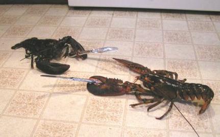 [lobster+fight.jpg]