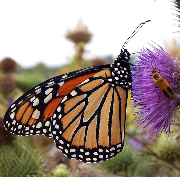 [monarch+butterfly.jpg]