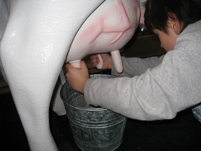 Milking the cow is harder than it looks