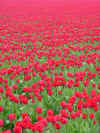 [Field+o'+red+tulips.jpg]