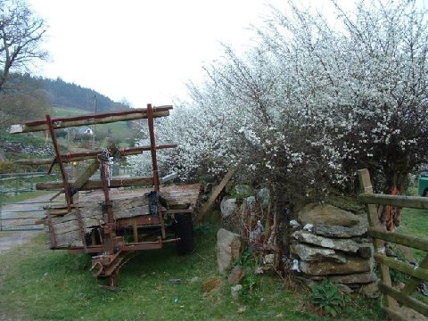 [011+May+blossom+and+an+old+cart+at+Cymannog+farm.jpg]