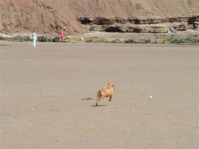 [017+Dog+chasing+ball+on+beach+(Small).JPG]