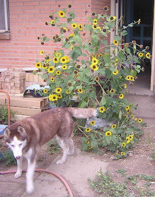 Tucker and sunflowers