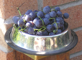 grapes in shade