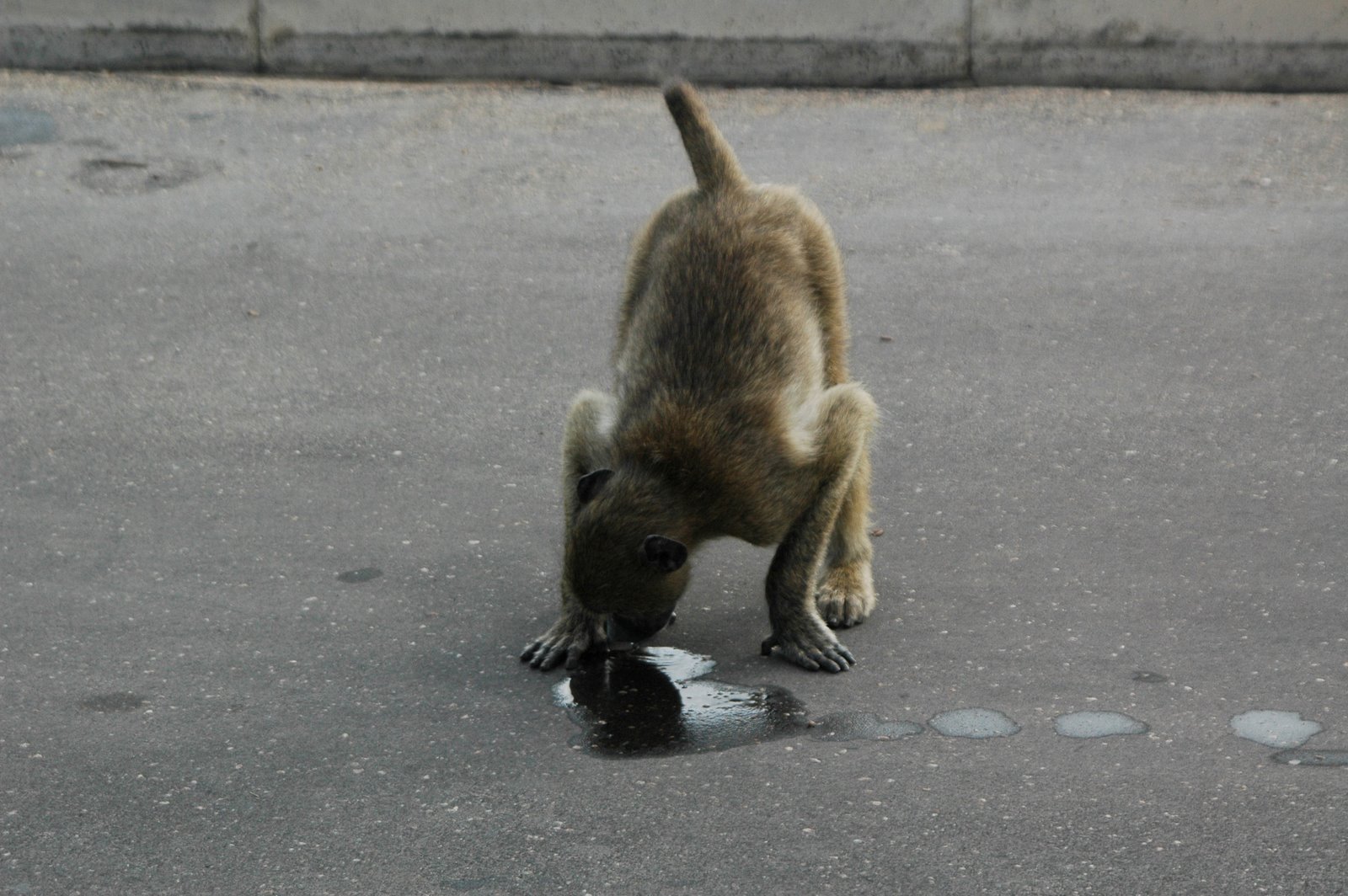 [baboon+drinking+water+from+road.jpg]