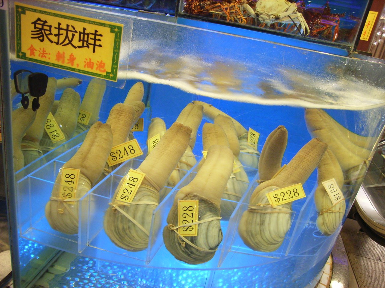[HK_seafood_Elephant_Trunk_Clam.jpg]