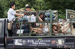 [IDA-Korean_dogs_July25.jpg]