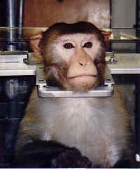 [monkey_laboratory.jpg]