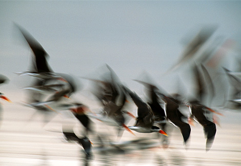 [birds_Loango+National+Park_Gabon.jpg]
