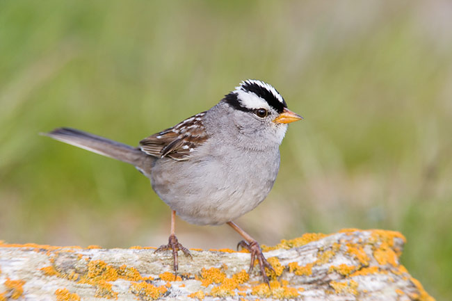 [White-crowned-Sparrow-on-lichen-log-_O7F0250-Nome,-Alaska.jpg]