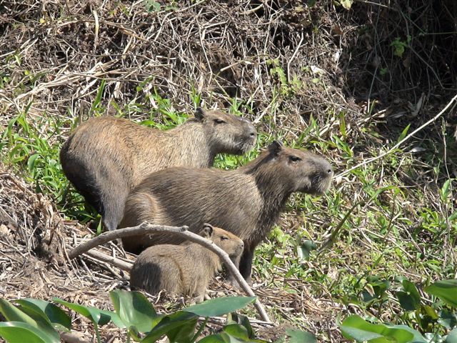 [Capybara+family+DSC01285.JPG]