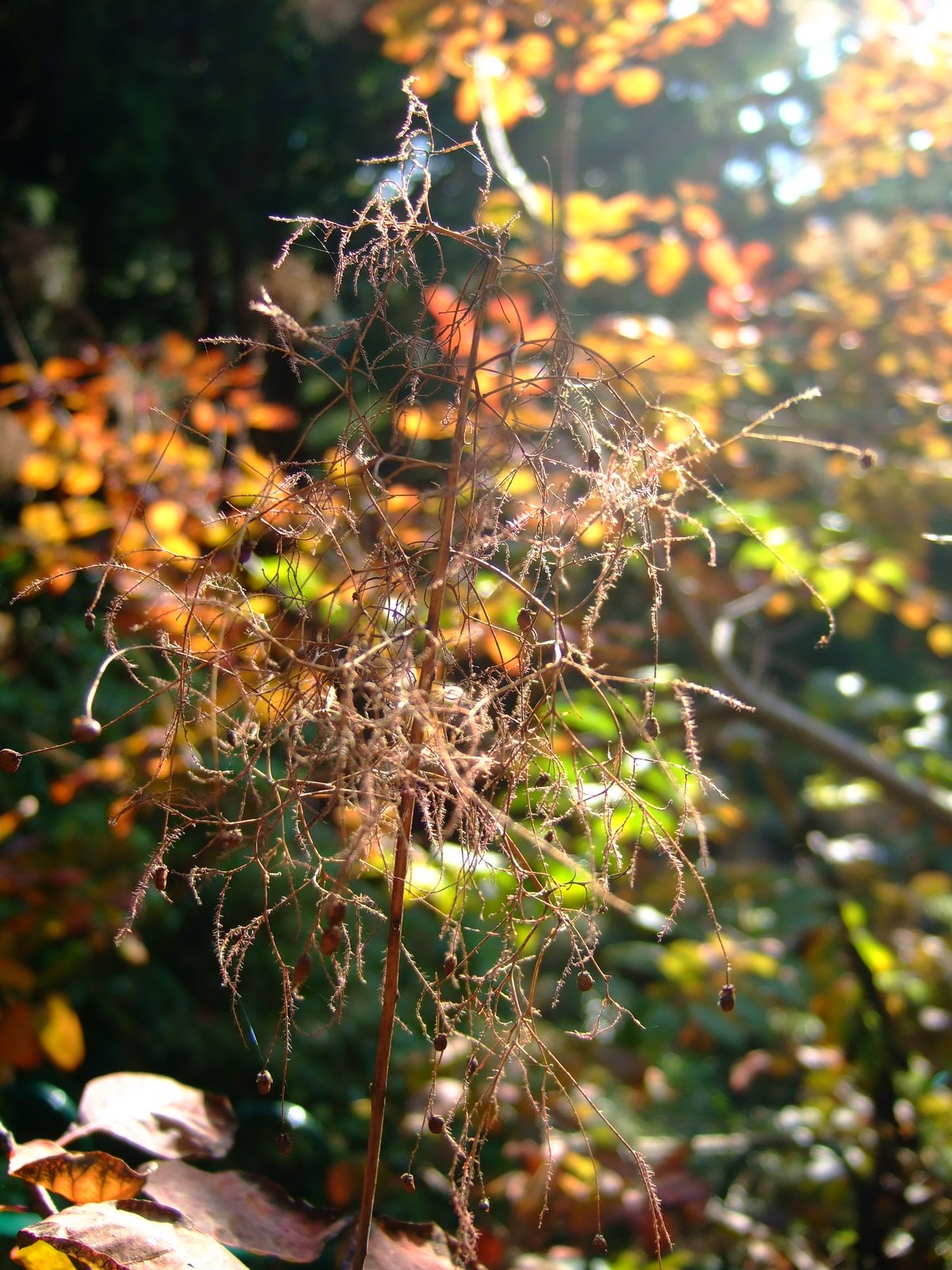 [botanicals+autumn+088.jpg]