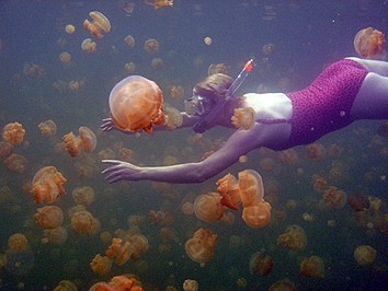 [Jellyfish+Lake.jpg]