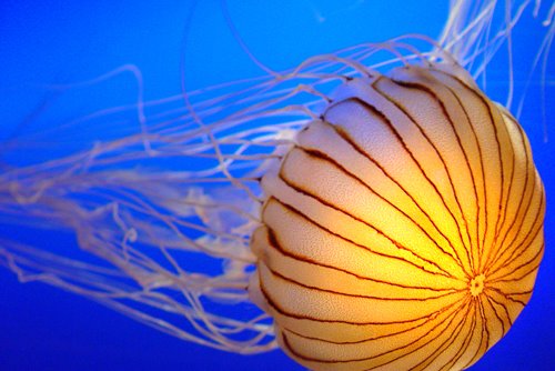 [Jellyfish+2.jpg]