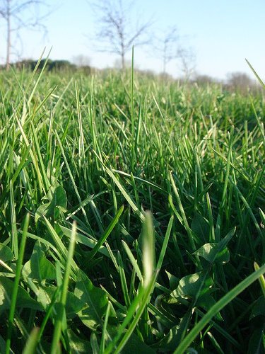 [grass]