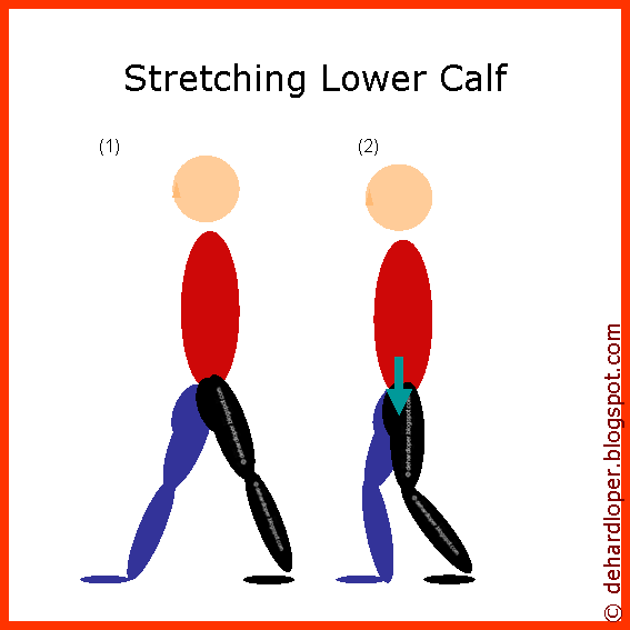 [lower+calf+muscle.gif]