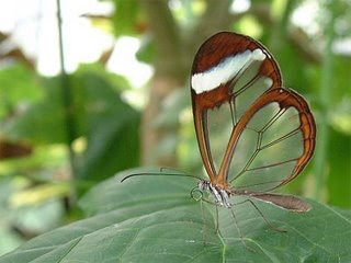Transparent Butterfly - Seeing is Believing