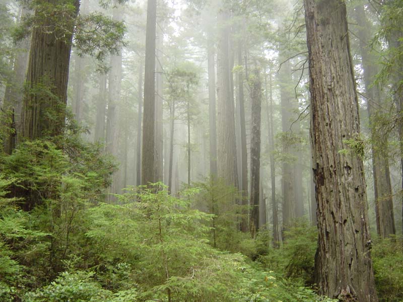[10_Foggy_Redwoods.jpg]