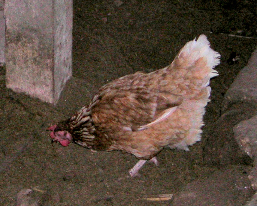 [Franz's+Chicken+9-9-2007+11-13-57+AM+1600x1200.JPG]